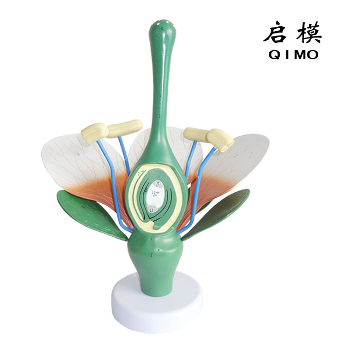桃花构造模型