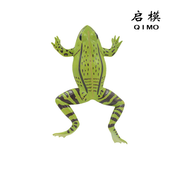 青蛙解剖放大模型