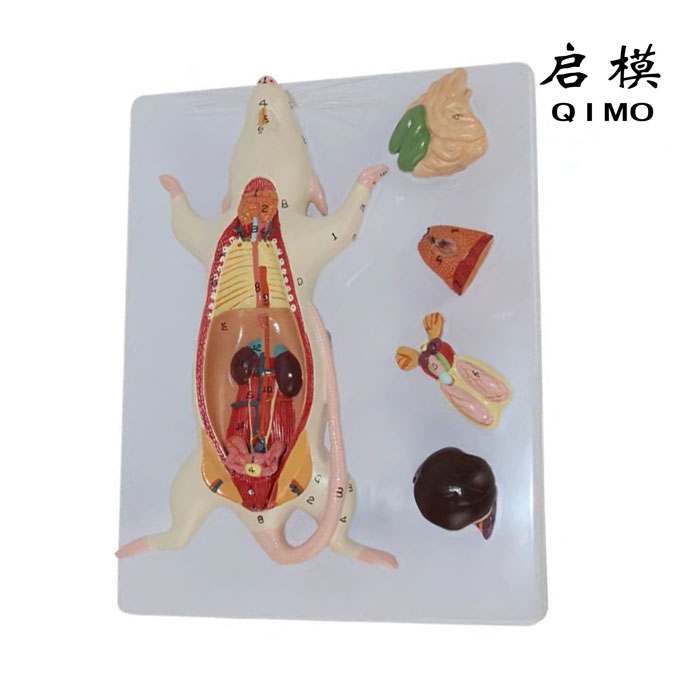 老鼠解剖模型