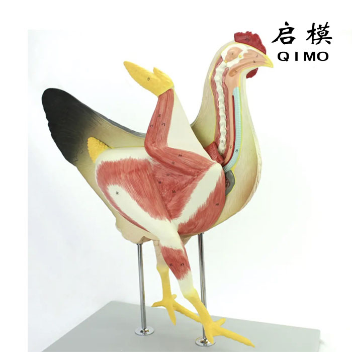 母鸡解剖模型