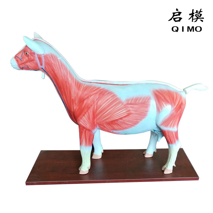 羊解剖模型