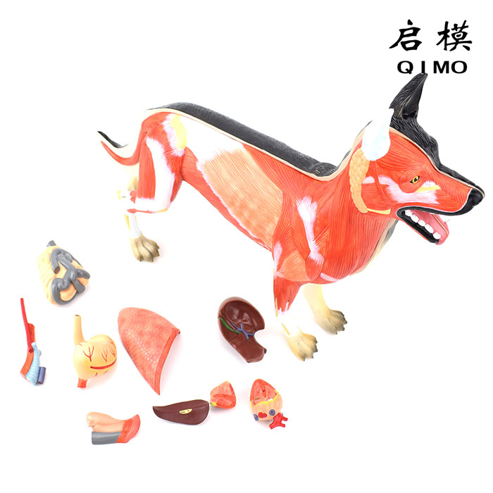 狗解剖模型