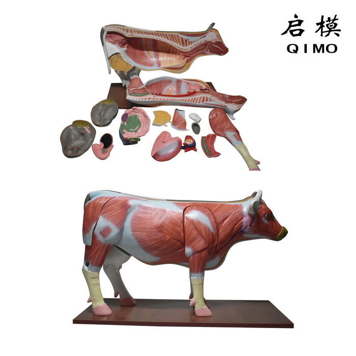 牛解剖模型