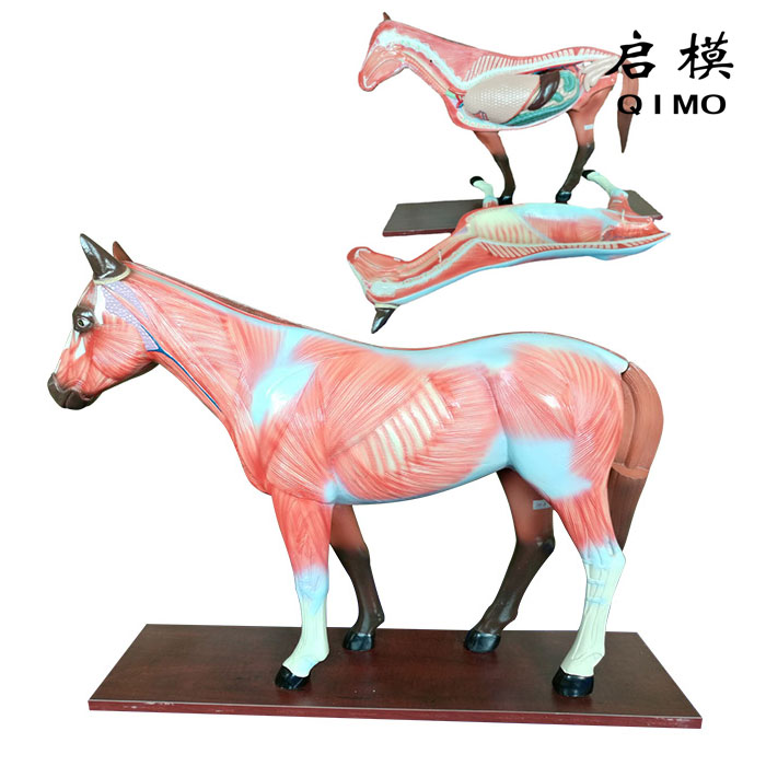 马解剖模型