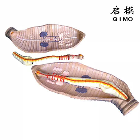 蚯蚓解剖模型