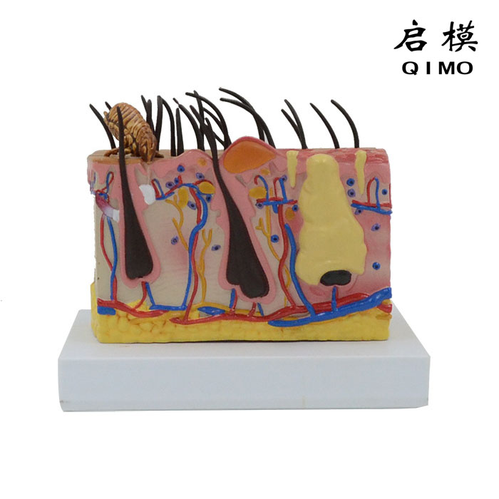 狗（犬）皮肤模型