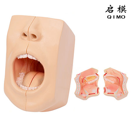 口腔模型