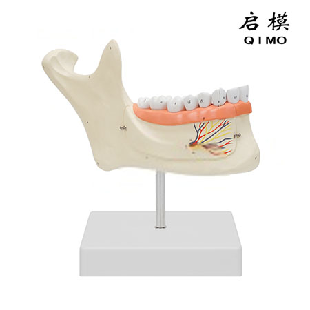 成人牙列放大模型