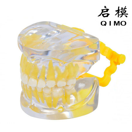 透明乳牙发育模型