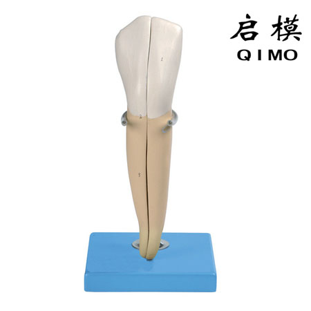 尖牙模型