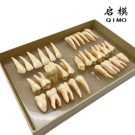 2.5倍全口双色恒牙模型