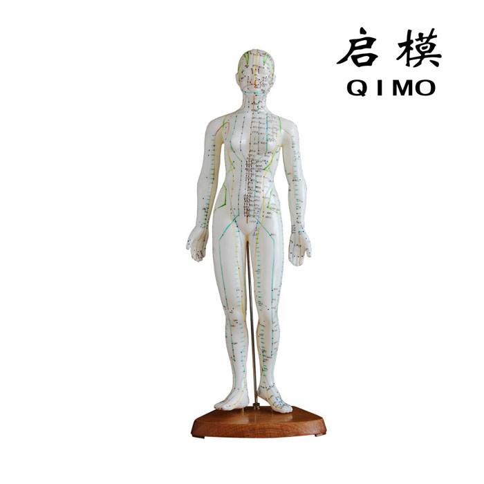 人体针灸穴位模型（女性）