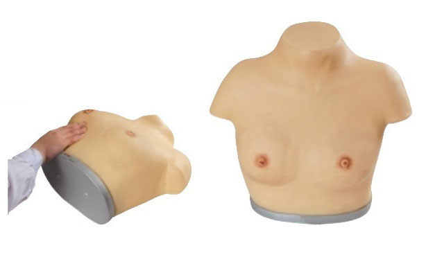 胸部及乳腺视诊模型