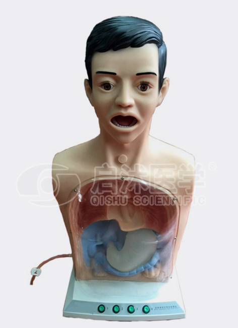 成人鼻饲与洗胃模型