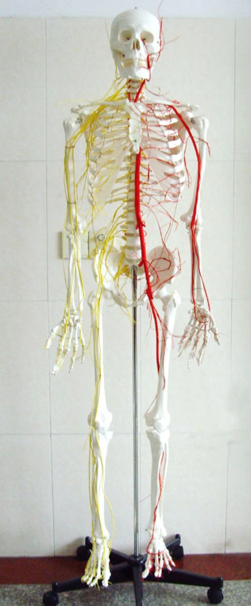 
高级人体解剖医学模型
