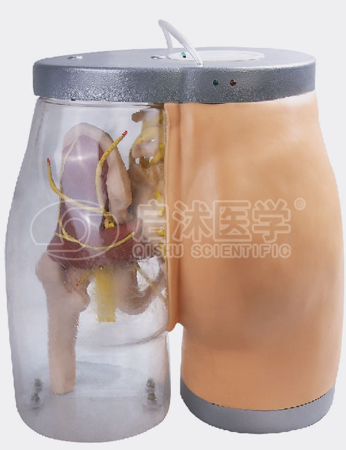 HS10B 高级臀部肌肉注射训练及对比模型