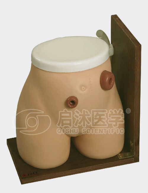 H38 高级瘘管造口术护理模型
