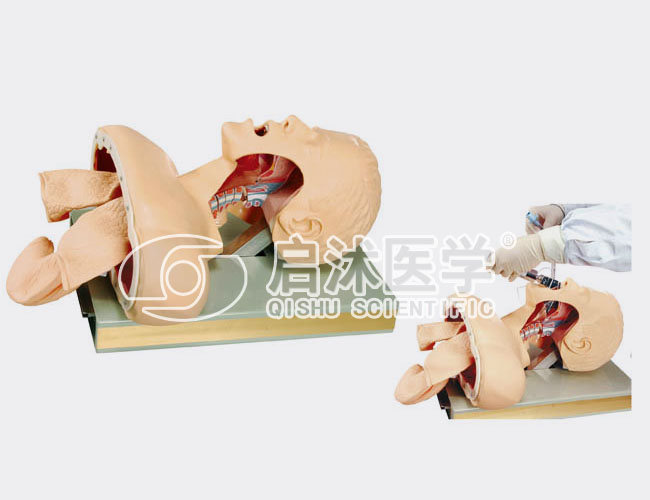 J50 高级人体气管插管训练模型