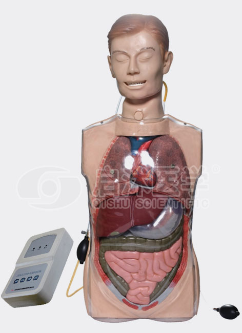H82 三腔二囊管训练模型