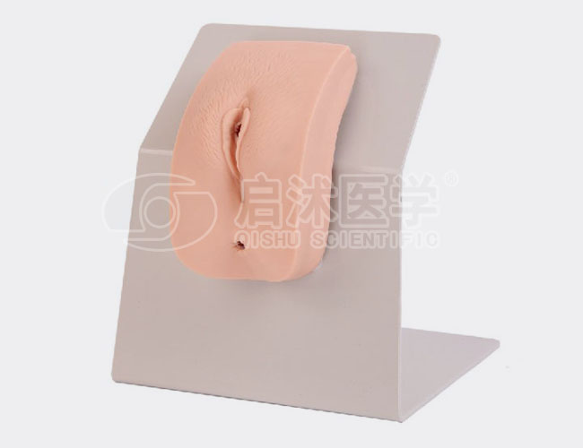 H28F 高级着装式女性导尿模型