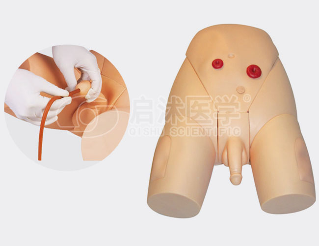 H17E 高级男性导尿模型