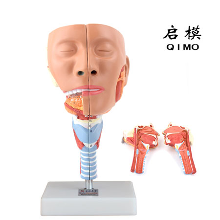 J1516唾液腺及咽肌解剖模型（带数字标识）