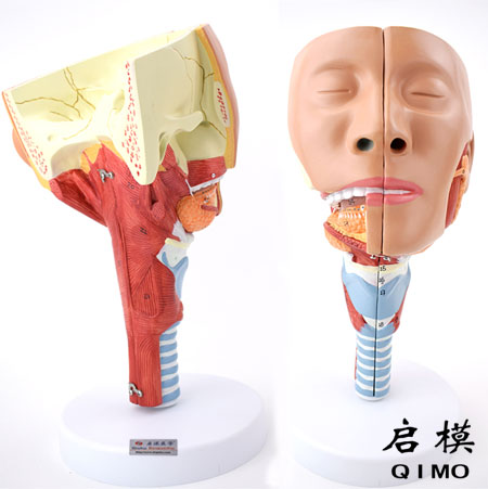 J1516A唾液腺及咽肌解剖模型