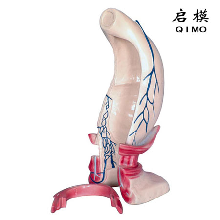 J1527直肠肛管直环及静脉通道模型