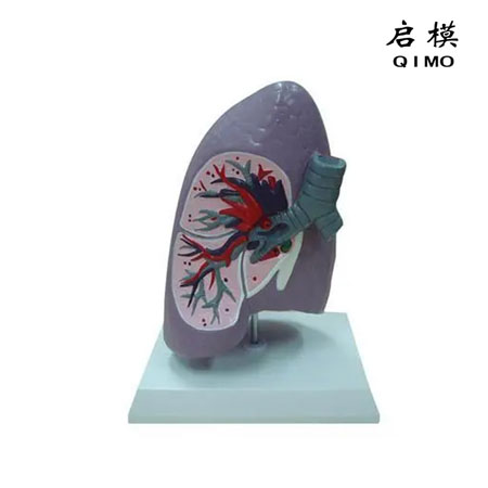J1535支气管右肺解剖模型