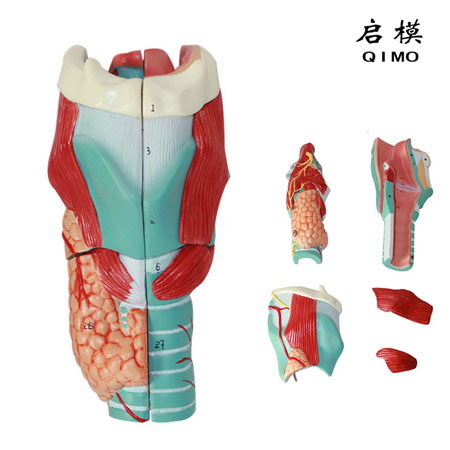 J1543喉软骨及喉肌解剖放大模型