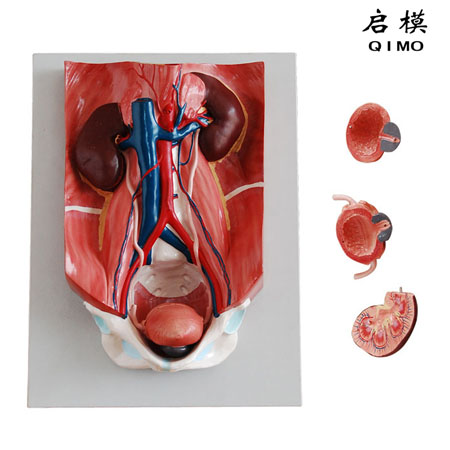 J1701A泌尿系统模型（泌尿系统附腹后壁模型）