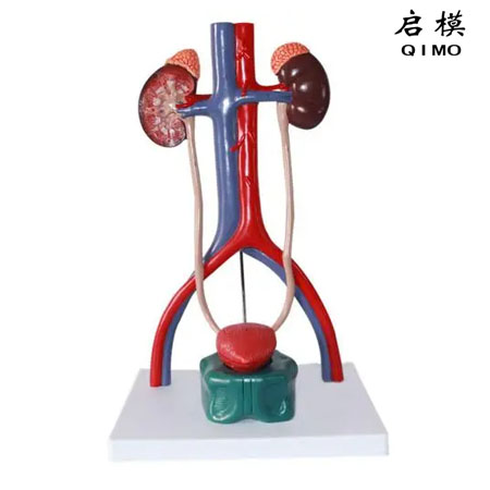 J1701C泌尿系统立体模型