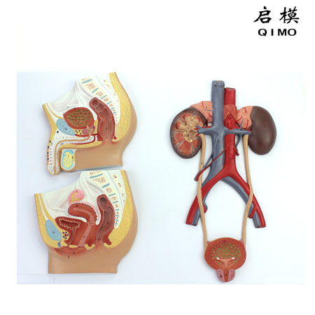 J1704男女两性泌尿生殖系统解剖模型