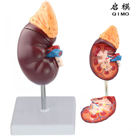 J1705B肾与肾上腺模型（放大1.5倍）