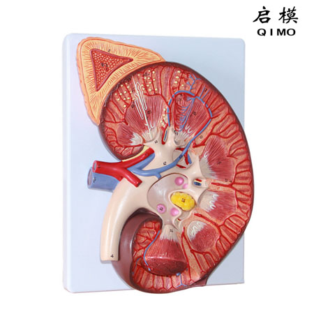 J1706A肾与肾上腺剖面放大模型（放大3倍）