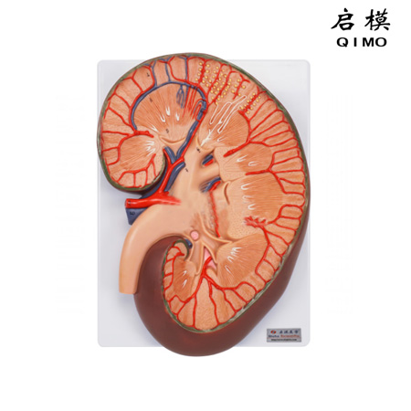 J1707肾脏剖面放大模型（放大3倍）