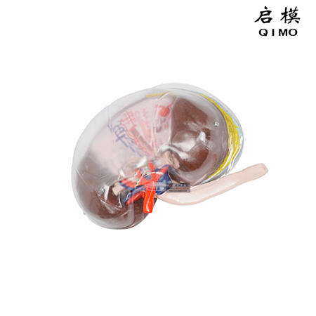 J1708透明肾脏模型