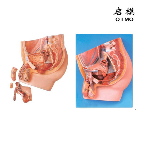 J1714C男性盆腔矢状切模型（4部件，带数字标识）