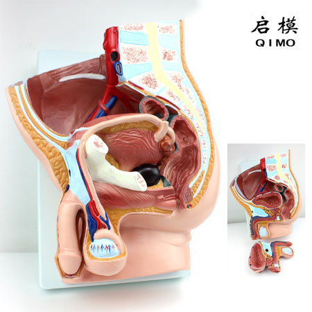 J1714A男性盆腔矢状切面模型（2部件）
