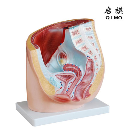 J1715女性盆腔矢状面模型