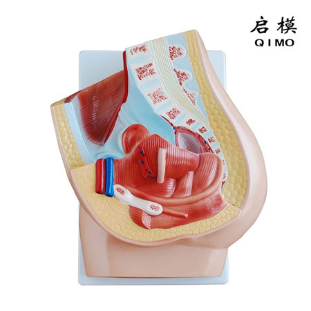 J1715A女性盆腔矢状切模型