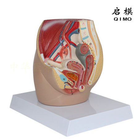 J1715B女性盆腔矢状切面模型（带数字标识）