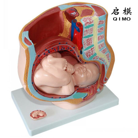 J1715D女性盆腔矢状切面模型