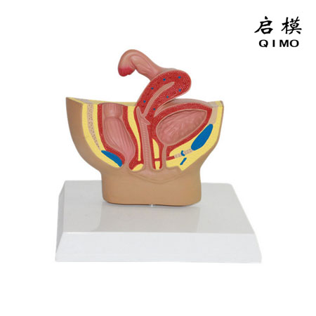 J1715F女性盆腔矢状切模型（缩小型）