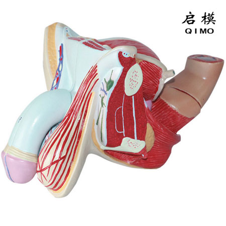 J1717男性生殖器官结构模型
