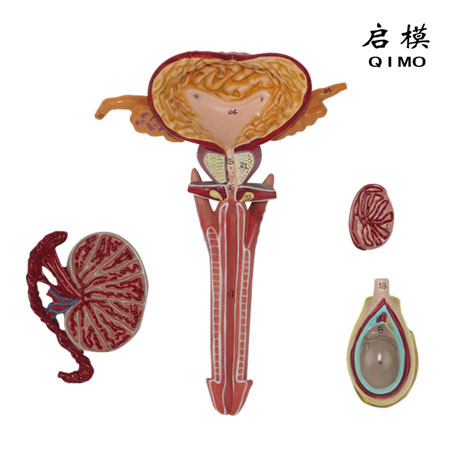 J1717A男性生殖器解剖模型