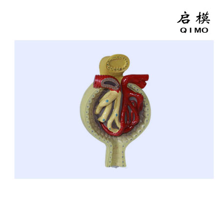 J1713肾小球放大模型