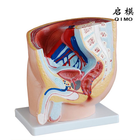 J1714男性盆腔矢状切模型