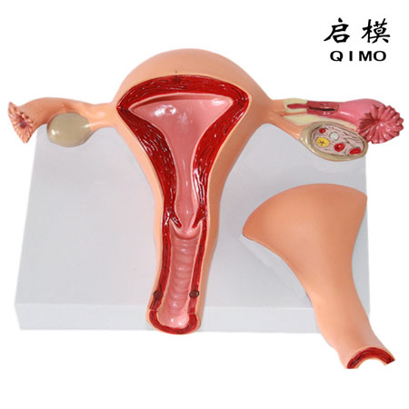 J1720C子宫解剖放大模型（2部件）
