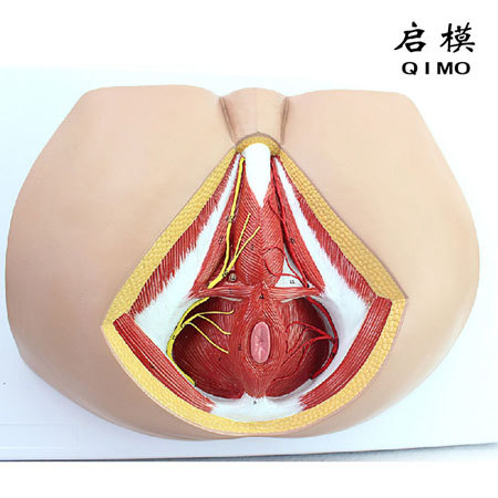 J1721男性会阴模型